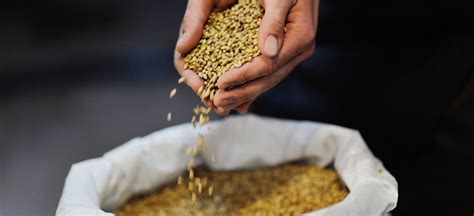 malt benefits